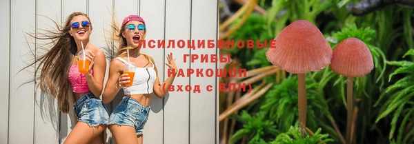 сатива Новозыбков